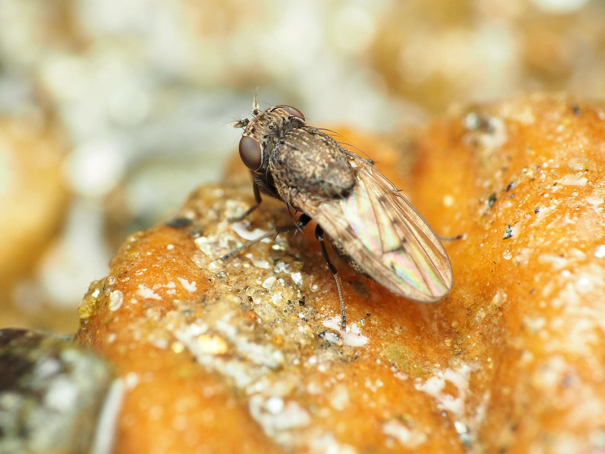 Image of Paralimna punctipennis (Wiedemann 1830)