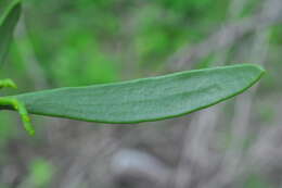 Image of quacimmila de canario