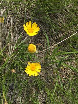 Image de Tetraneuris herbacea Greene