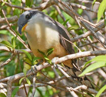 Image of Mangrove Cuckoo