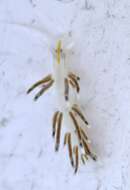 Image of Cratena pilata (Gould 1870)
