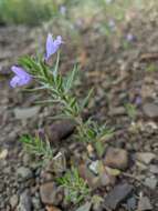 Image of Ziziphora taurica M. Bieb.