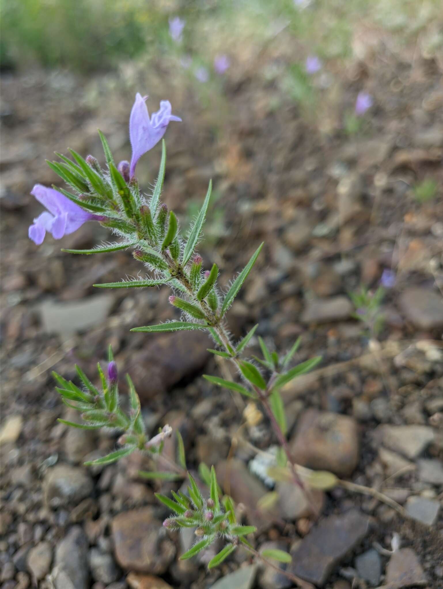 Image of Ziziphora taurica M. Bieb.