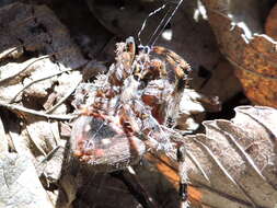 Image of Hentz's Orbweaver