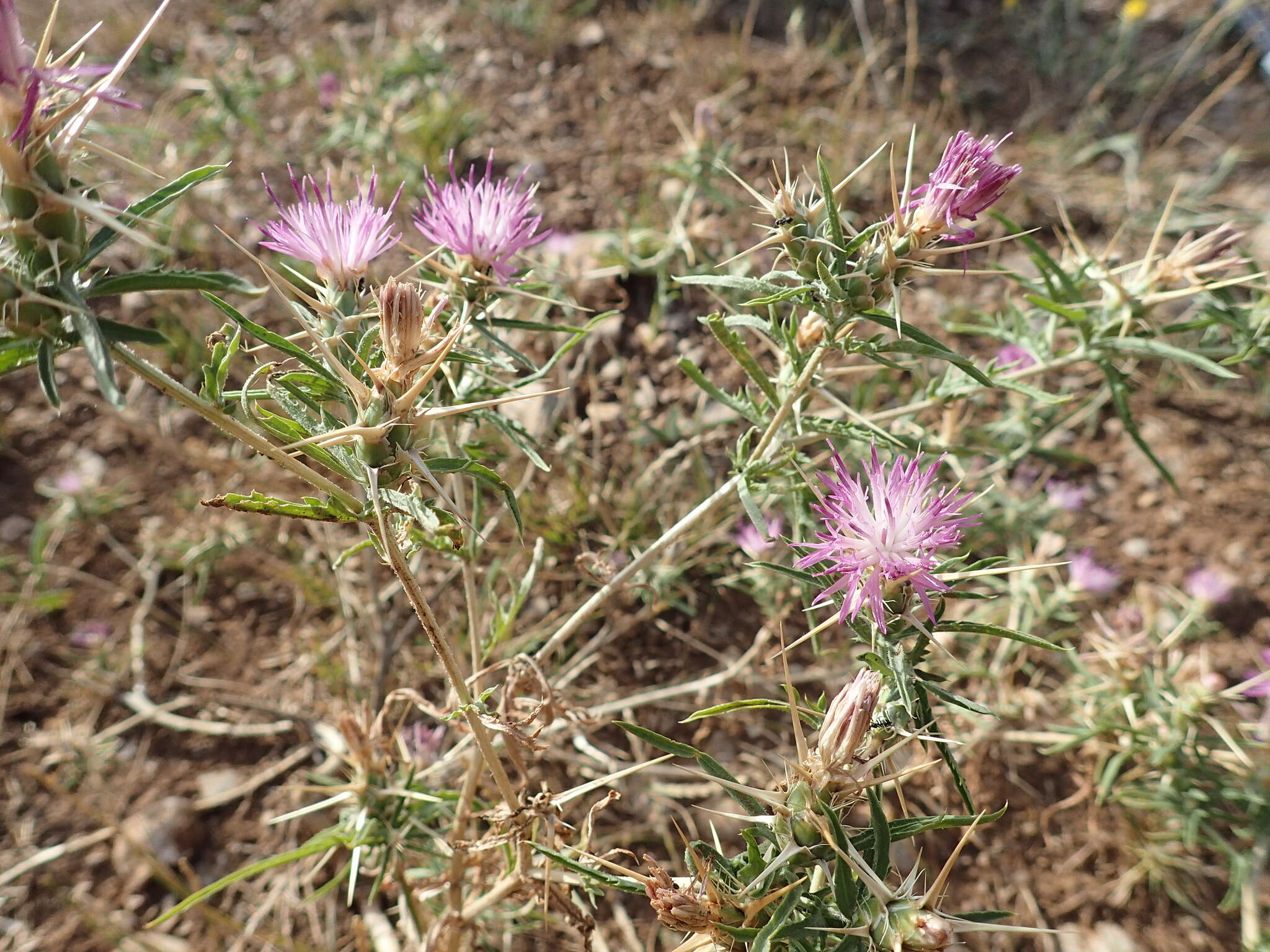 Image of red star-thistle