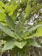 Image of Japanese snowbell