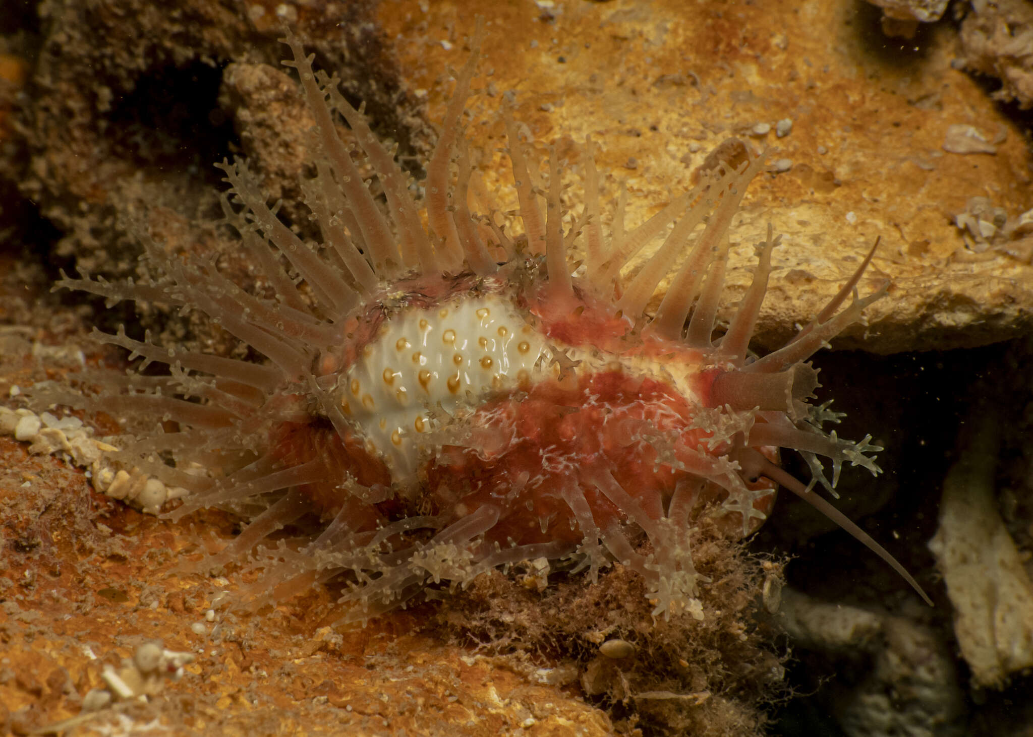 Image of Kernel cowry