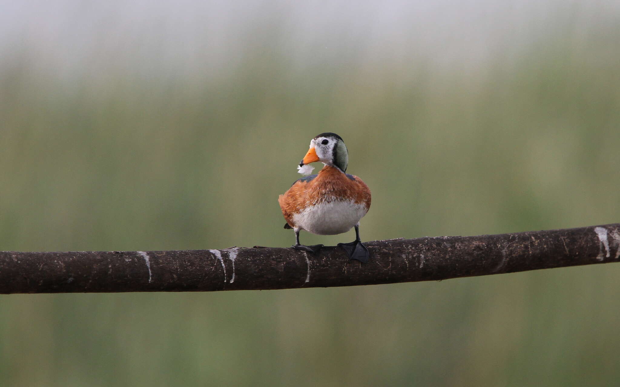 Image of African Pygmy Goose