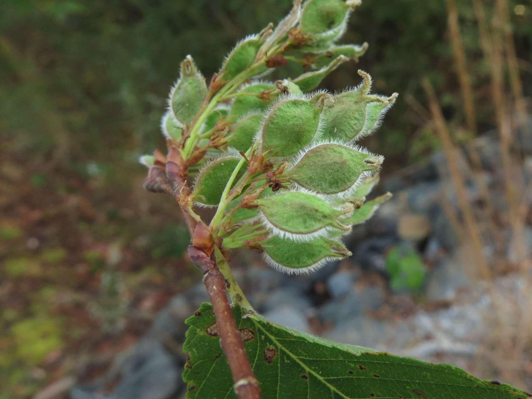 Image of September elm