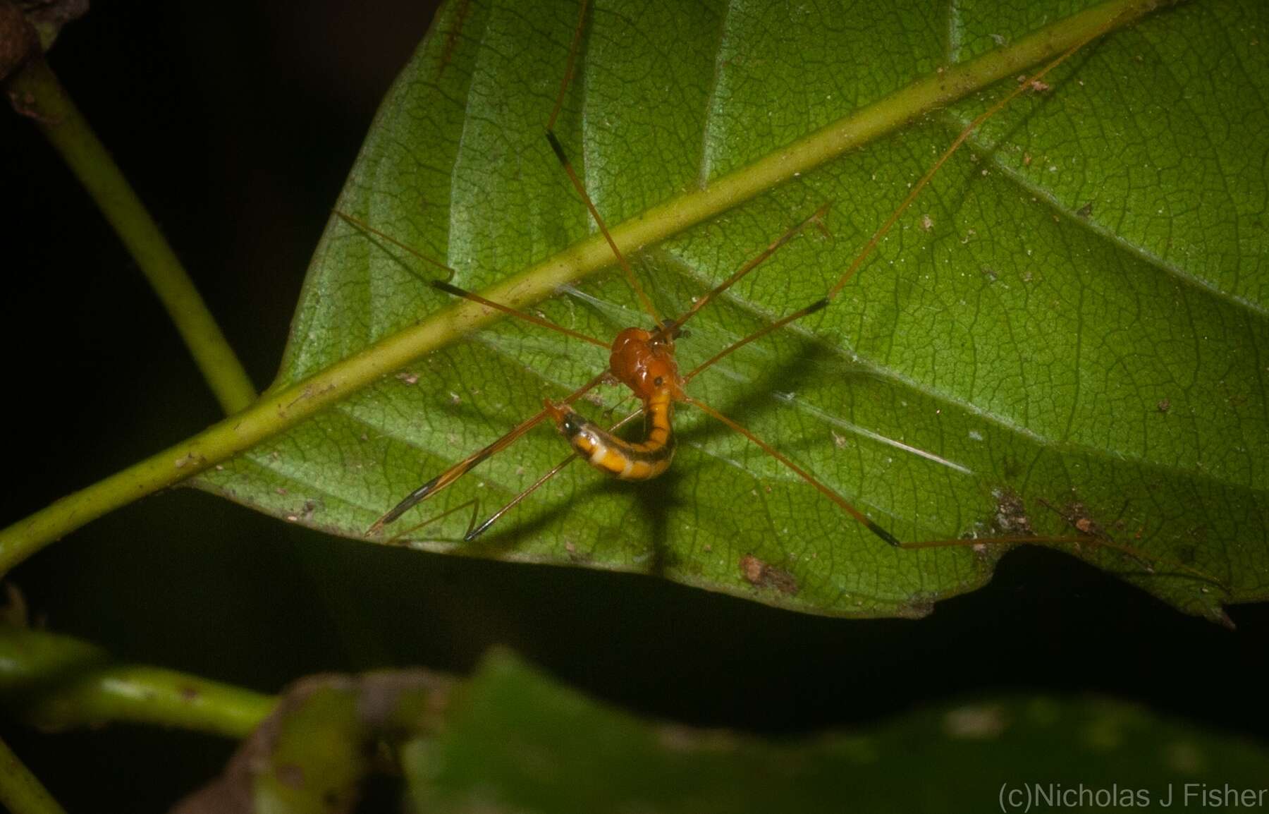 Image of Dapanoptera richmondiana Skuse 1896