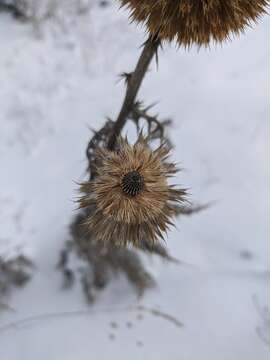 Image of Echinops armatus Stev.