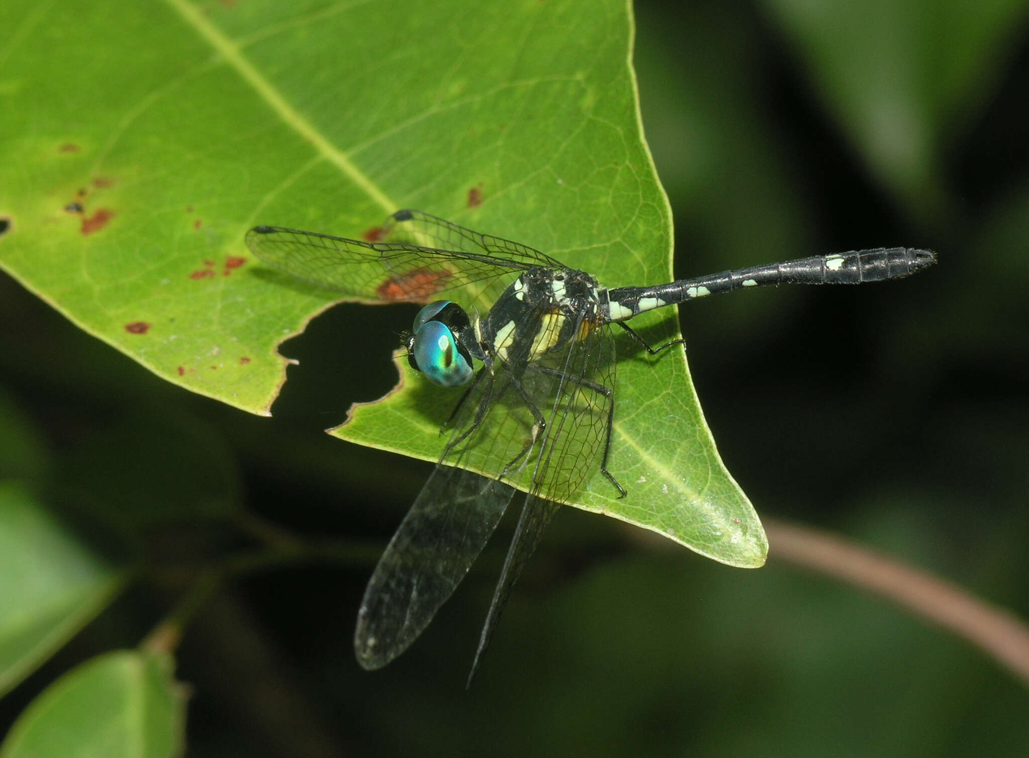 Image of Tetrathemis platyptera Selys 1878