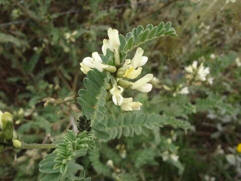 Image de Astragalus garbancillo Cav.