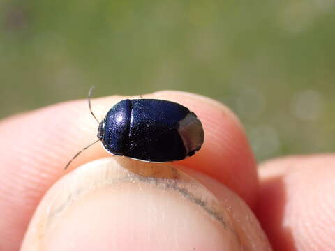 Image of <i>Canthophorus dubius</i>