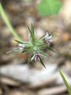 Image of Monterey clover