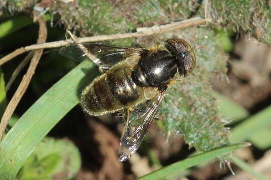 Image de Eristalinus aeneus (Scopoli 1763)