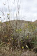 Bupleurum brachiatum C. Koch ex Boiss. resmi