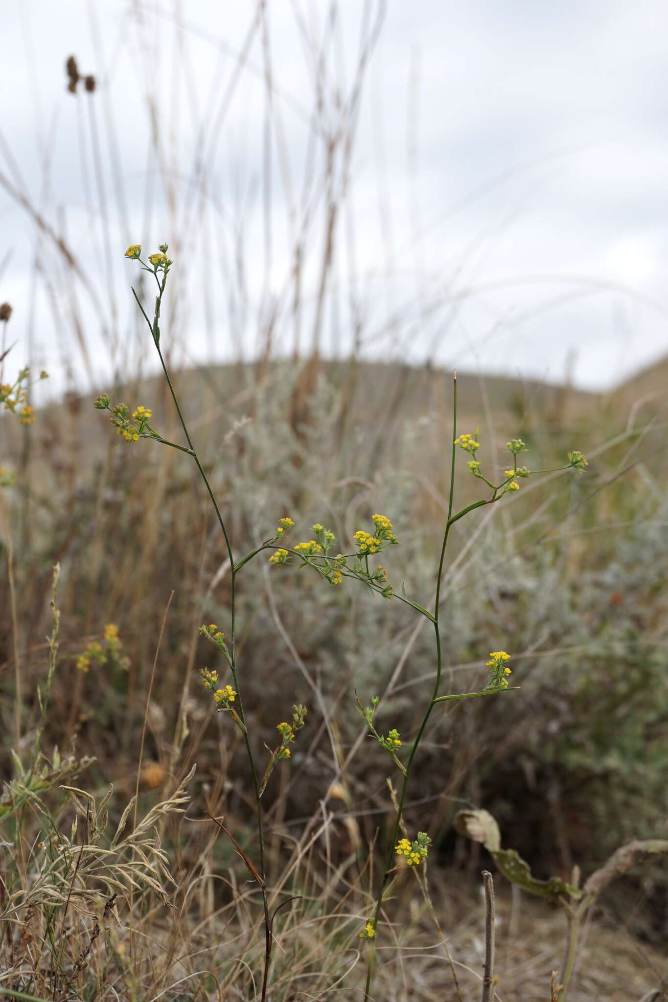 Bupleurum brachiatum C. Koch ex Boiss. resmi