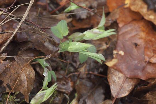 Lathyrus laxiflorus (Desf.) Kuntze的圖片