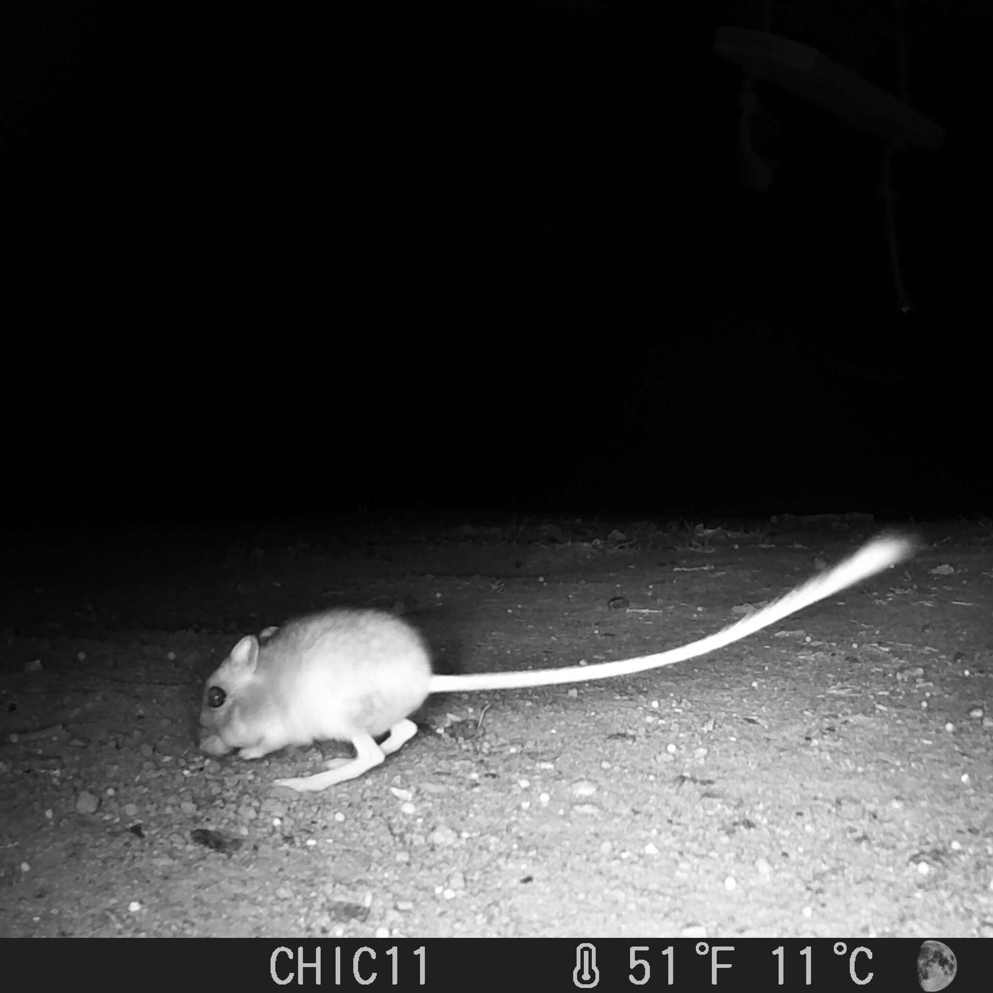 Image of Giant Kangaroo Rat