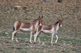 Image of Kiang