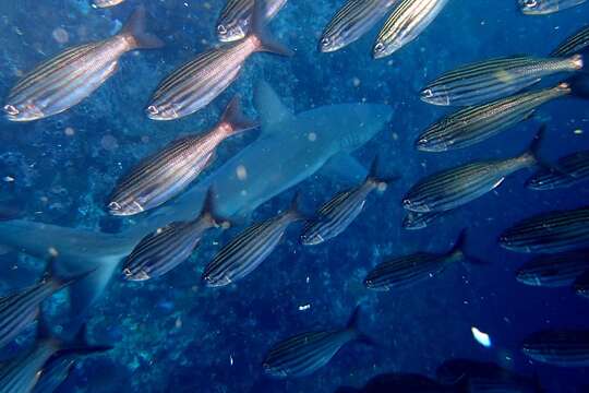 Image of Black-striped salema