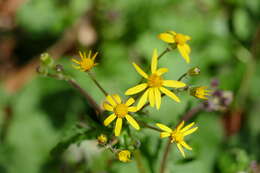 Image of golden ragwort