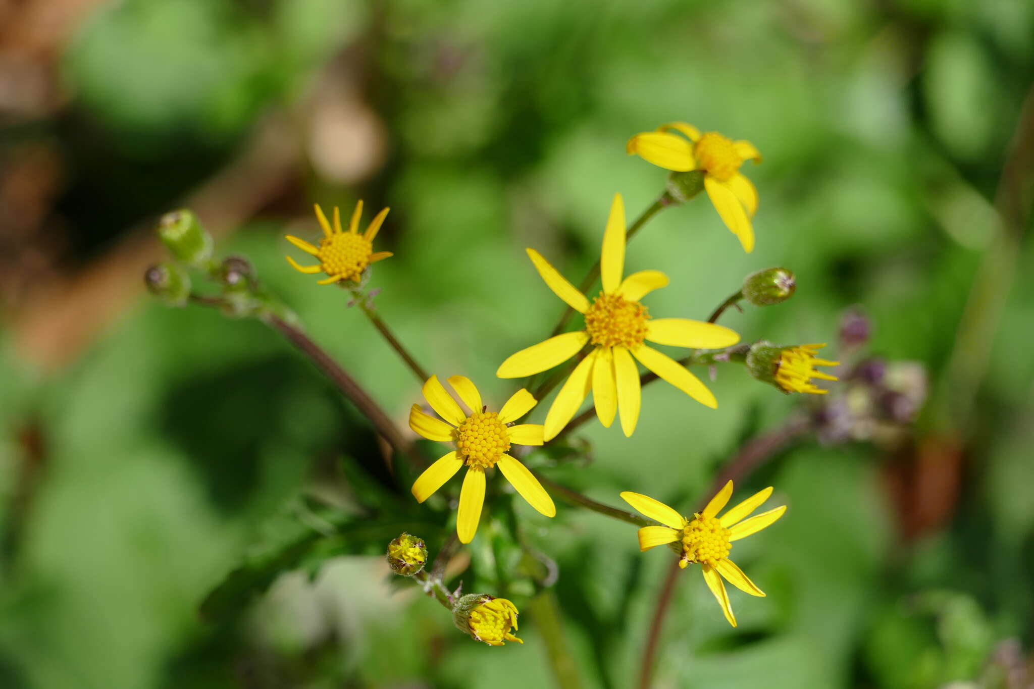 Image of golden ragwort