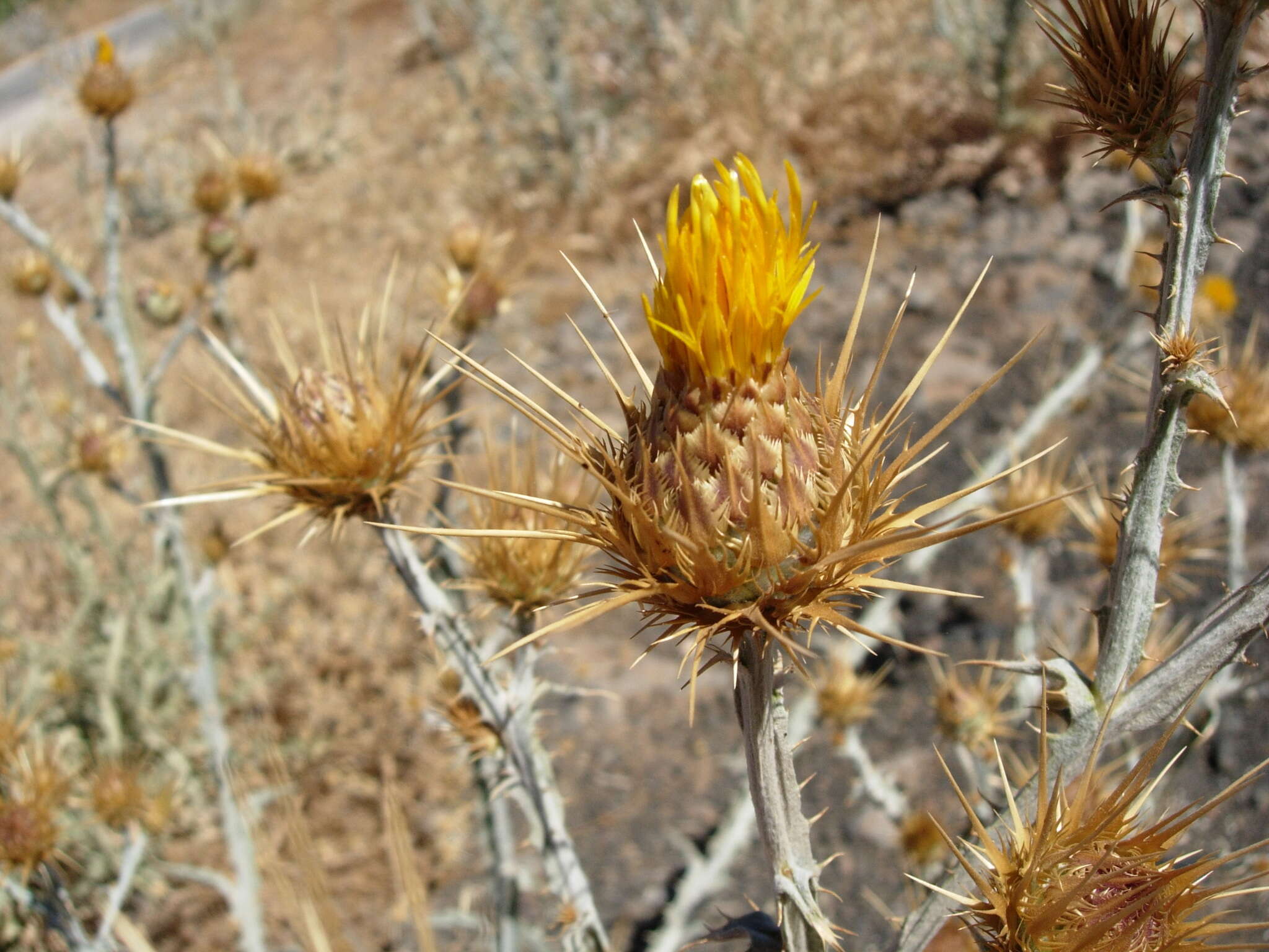 Image of Centaurea onopordifolia Boiss.