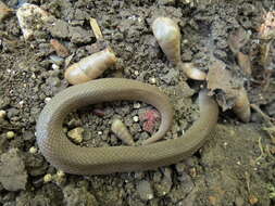 Image of Rough Earth Snake