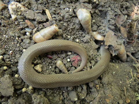 Image of Rough Earth Snake