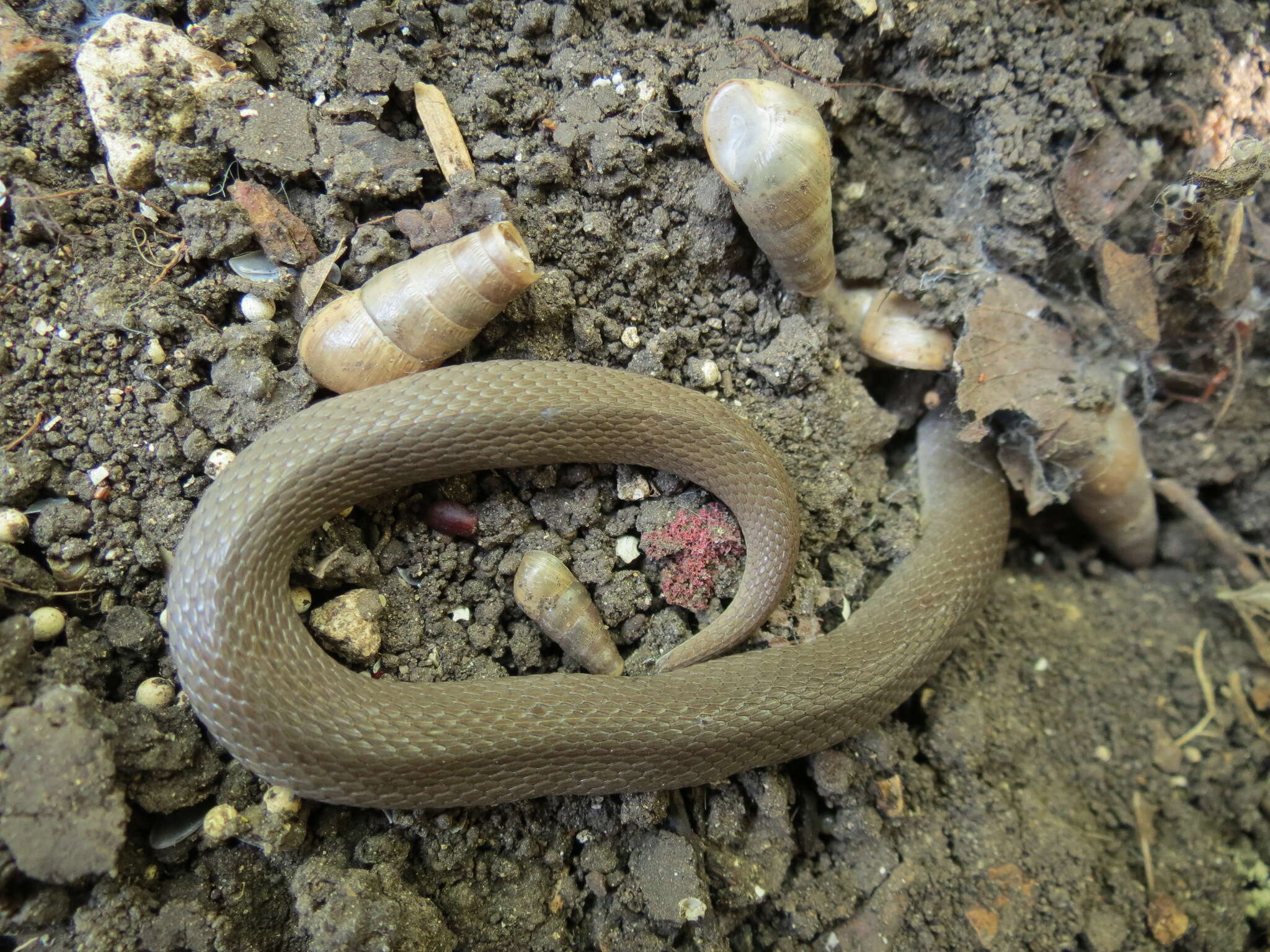 Image of Rough Earth Snake