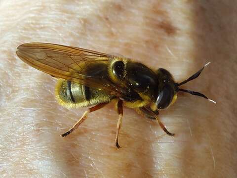 Image of Golden hoverfly