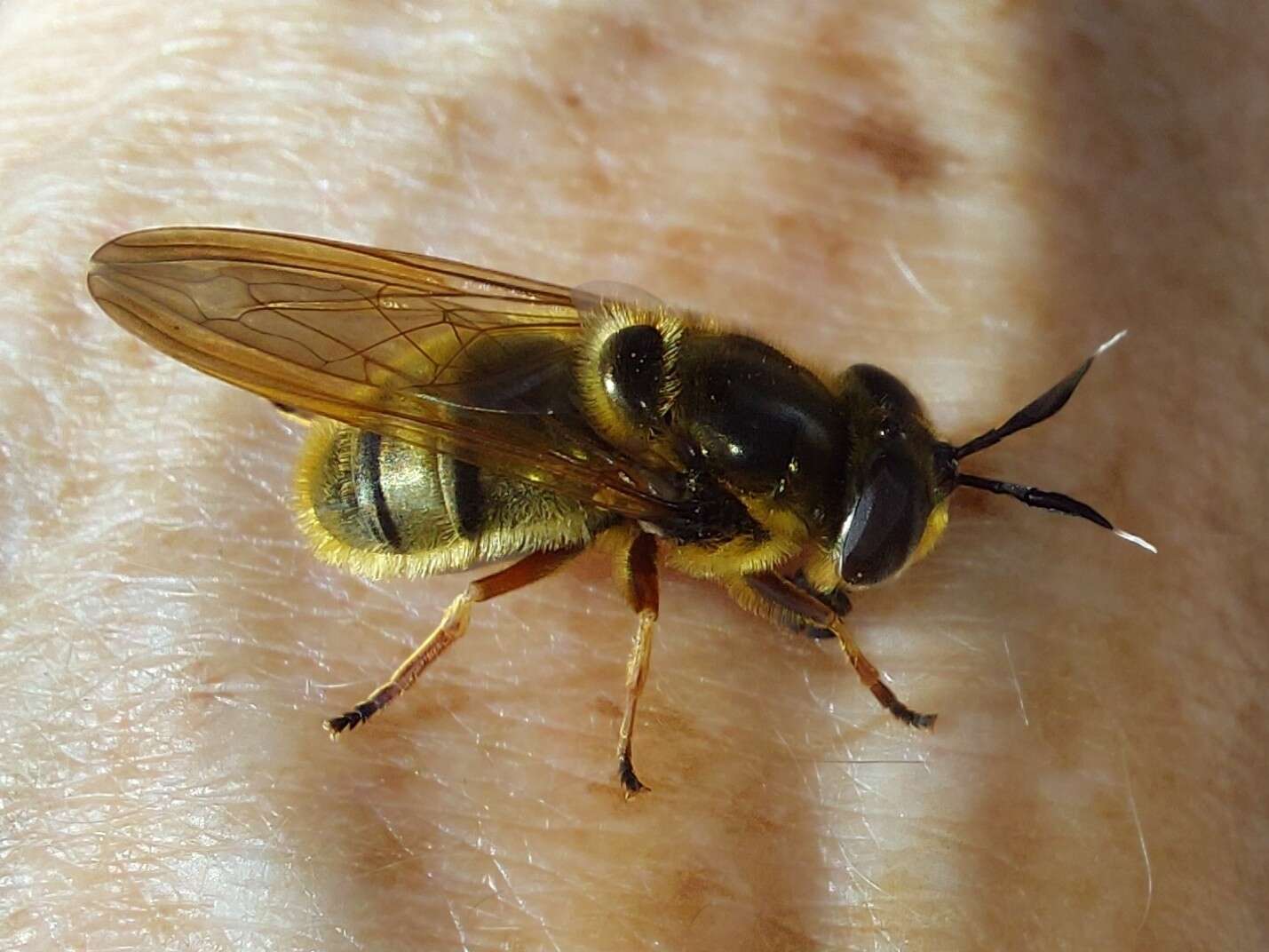 Image of Golden hoverfly