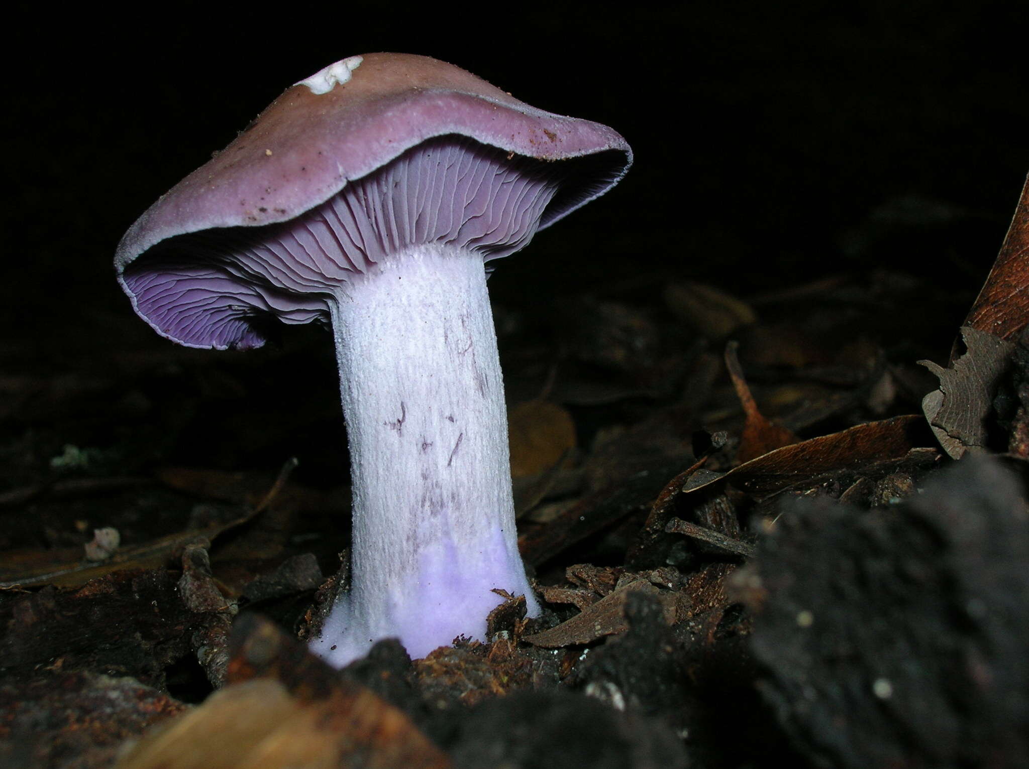 Image of the blewit