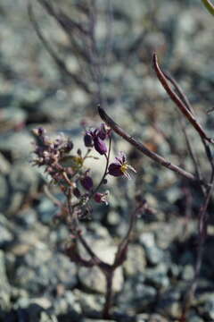 Image of Mt. Tamalpais jewelflower