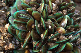 Image of Green mussel