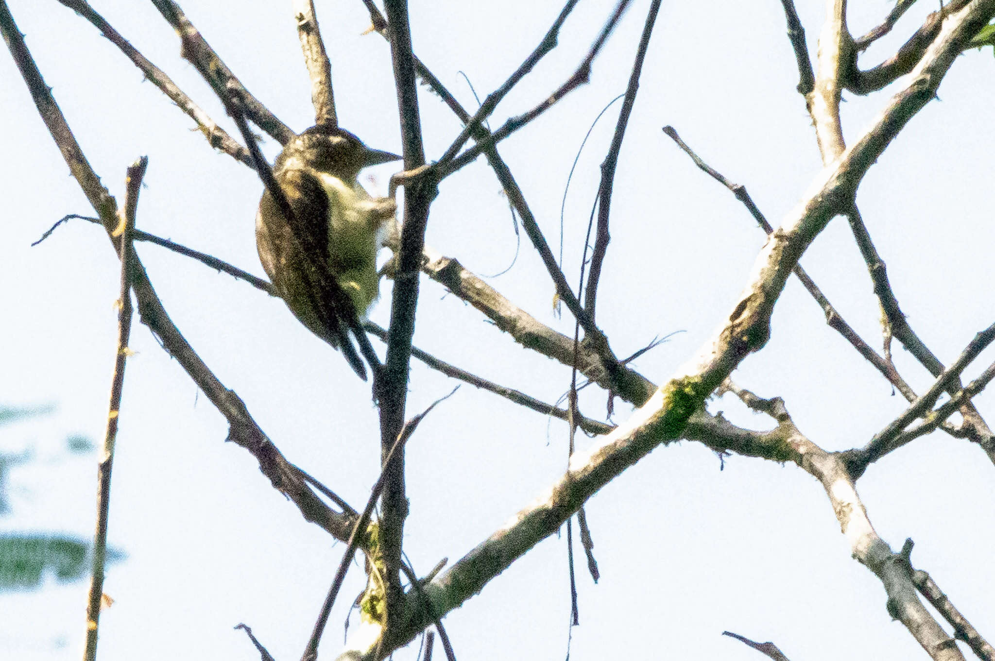 Image of Plain-breasted Piculet