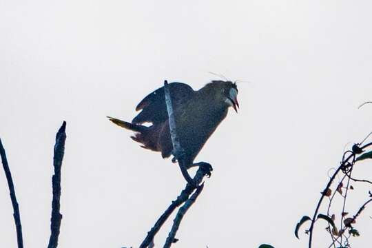 Image of Green Oropendola