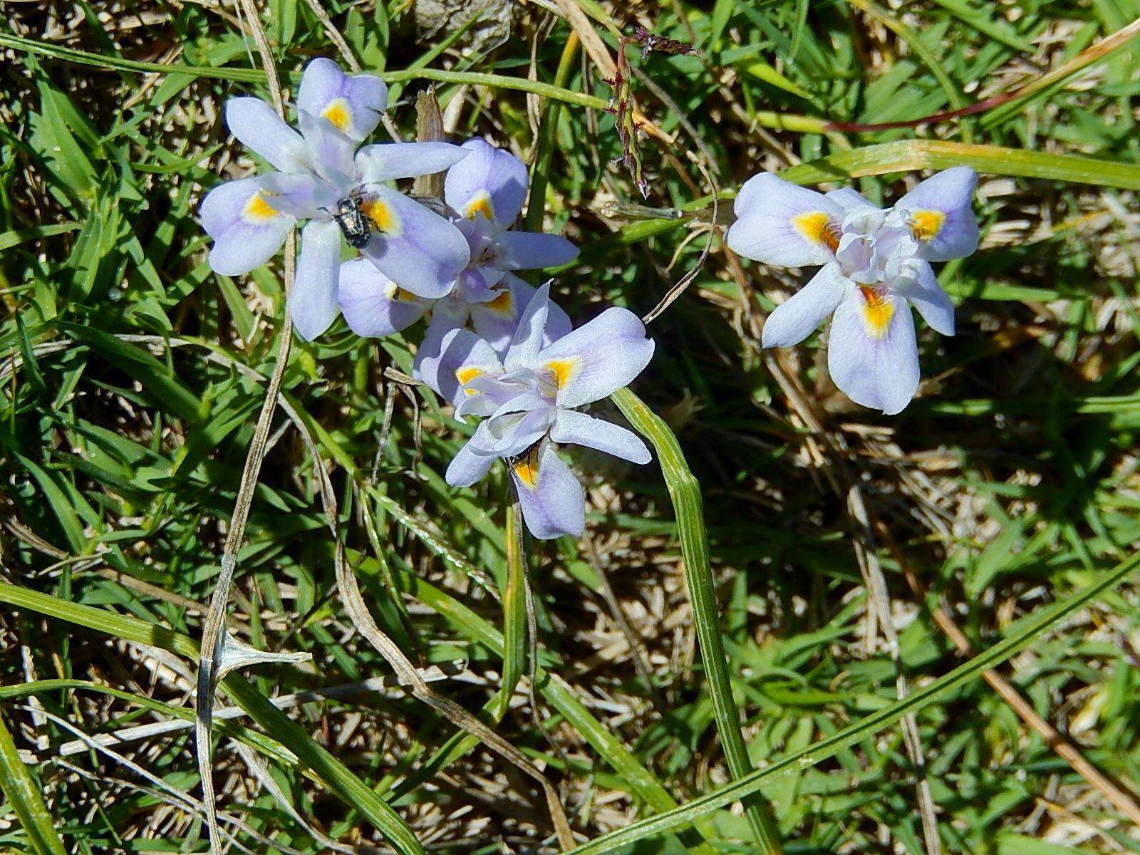 Image of Moraea setifolia (L. fil.) Druce