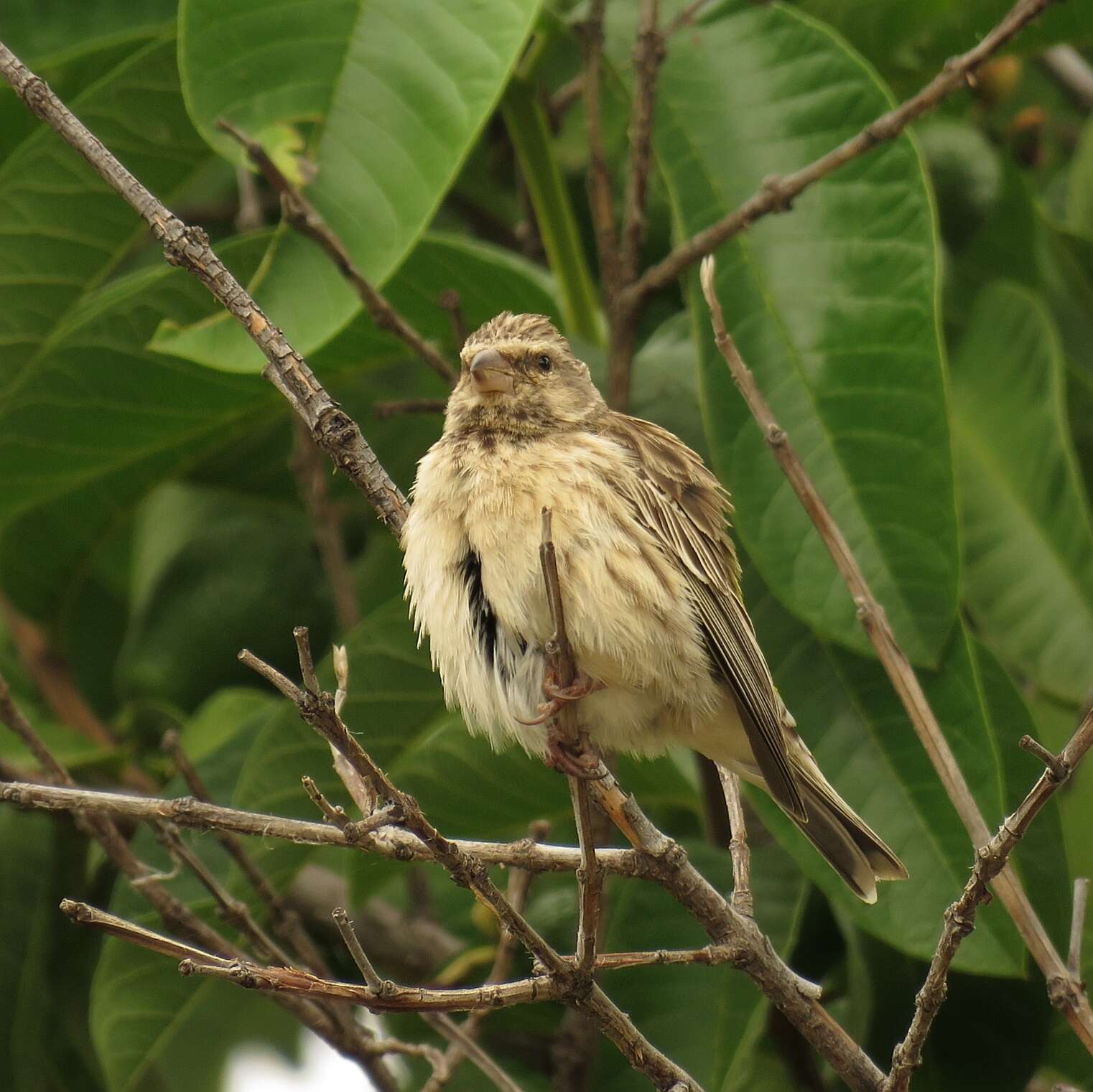 Imagem de Crithagra atrogularis impigra (Clancey 1959)