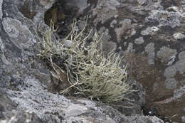 Image of Armored fog lichen