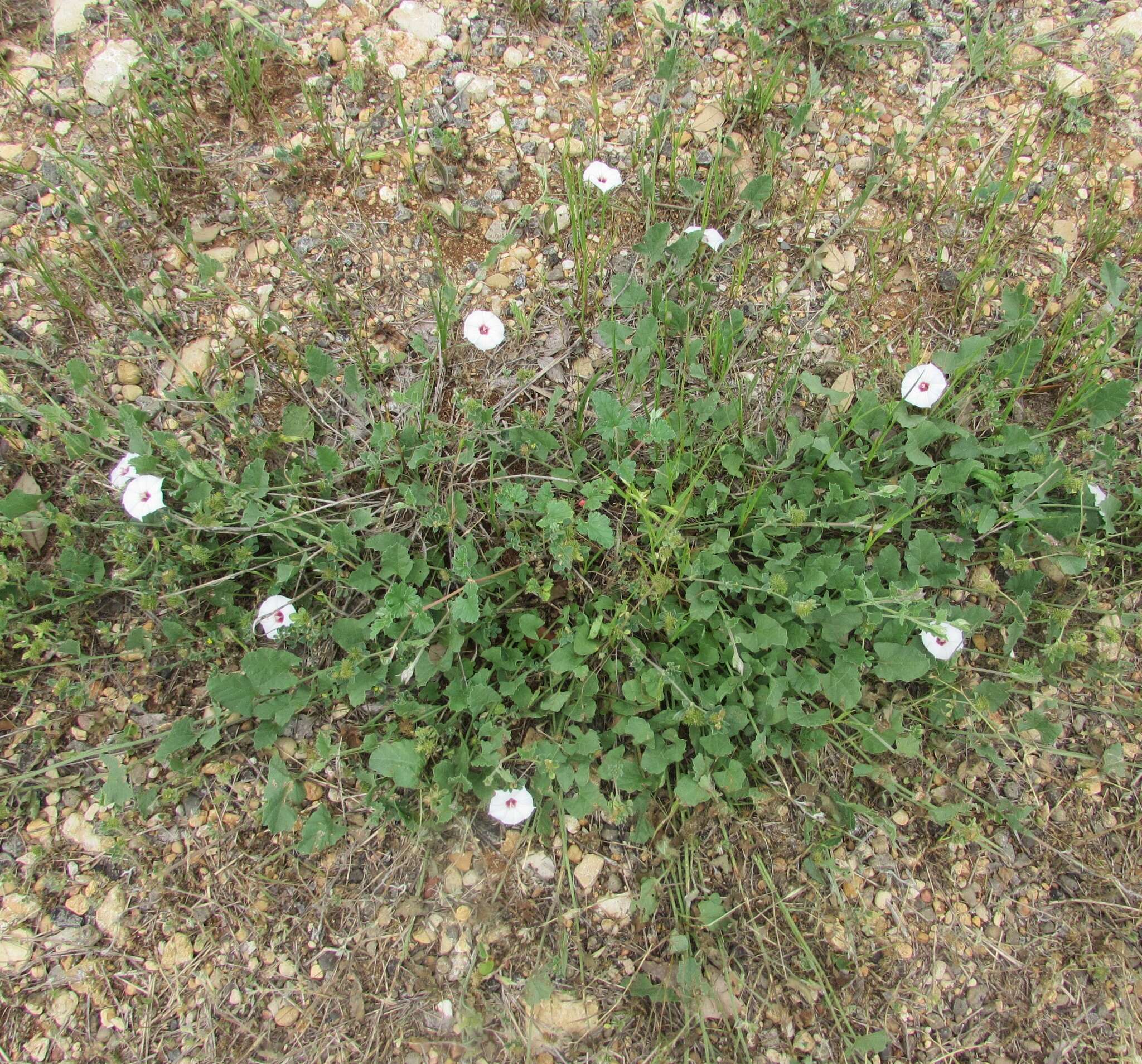 Image of Texas bindweed