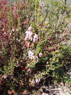 Image of Erica glomiflora Salisb.