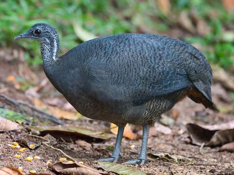 Image of Gray Tinamou