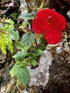 Imagem de Achimenes erecta (Lam.) H. P. Fuchs