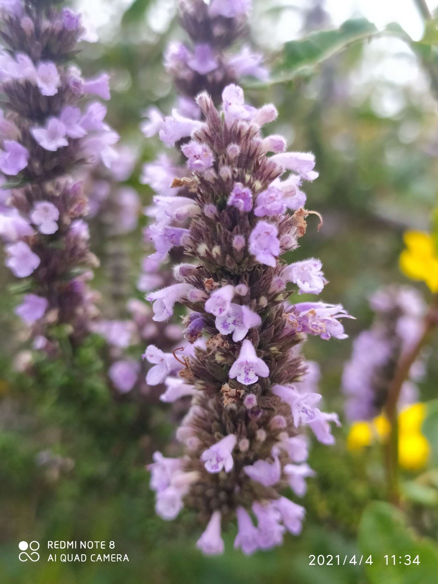 Clinopodium fasciculatum (Benth.) Govaerts的圖片