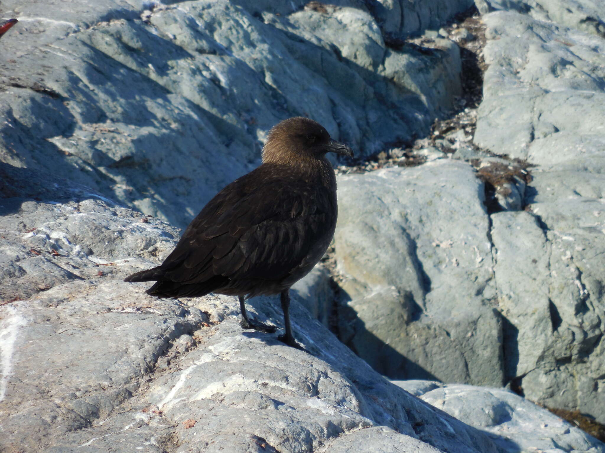 Image of South Polar Skua