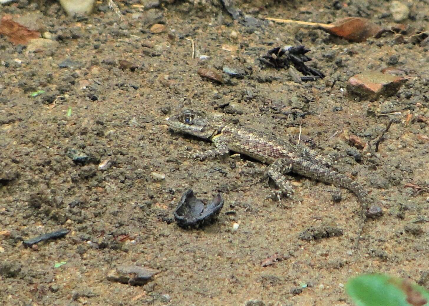 Image of Peters' Lava Lizard