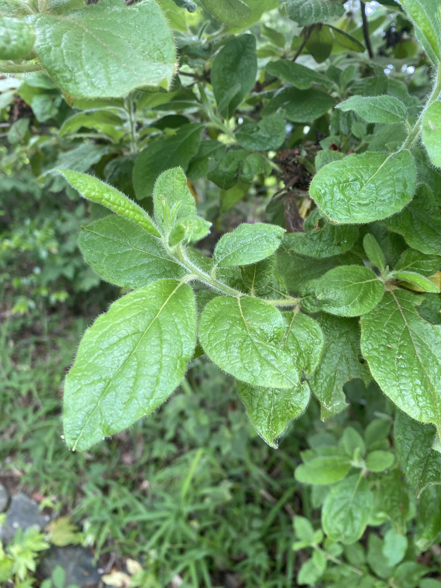 Plancia ëd Rhododendron macrosepalum Maxim.